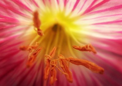 Flower Close-Up