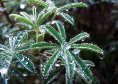 Dew Drops on Plant