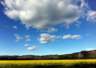 Napa Mustard Blossoms