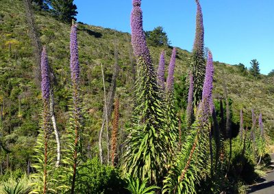 NorCal Coastal Flowers