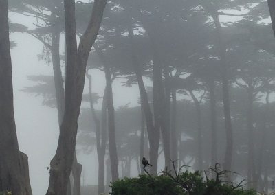 Land's End Fog and Bird