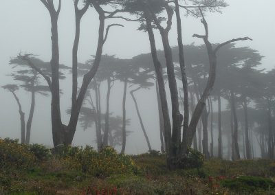 Land's End Fog, Red Flowers