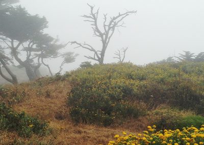 Land's End Fog and Yellow