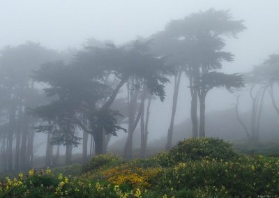 Land's End Fog