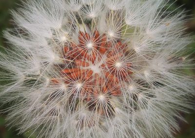 Dandelion close-up