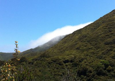 San Pedro Valley Park Fog 2