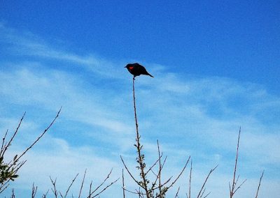 Red-winged Black Bird