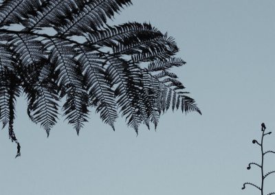 Fern at Golden Gate Park