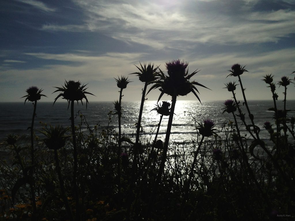 Thistles at Moss Beach