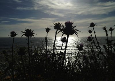 Thistles at Moss Beach