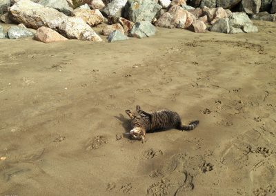 Beach Kitty