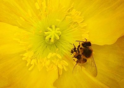 Bee and Flower