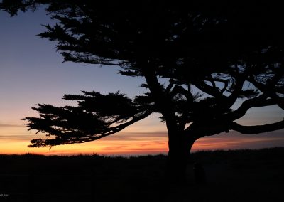 Cypress at Sunset