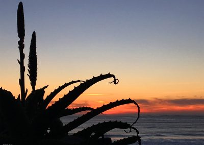 Succulent Curl at Sunset