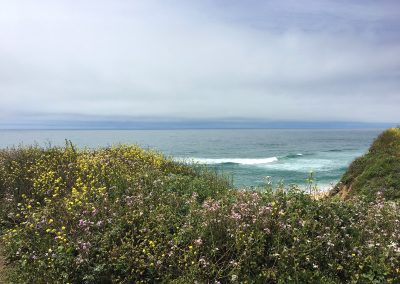 Spring flowers at Montara Beach