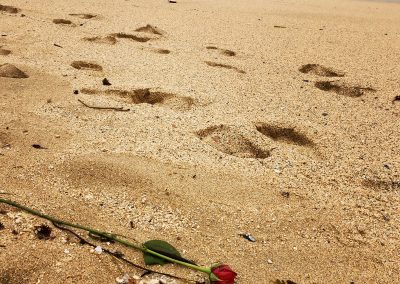 Montara Beach Rose