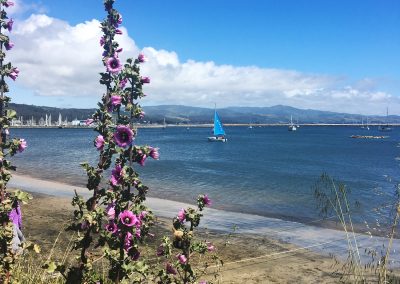 Hollyhocks and Sailboat in Pillar Point Harbor