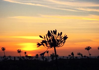 Agapanthus Sunset