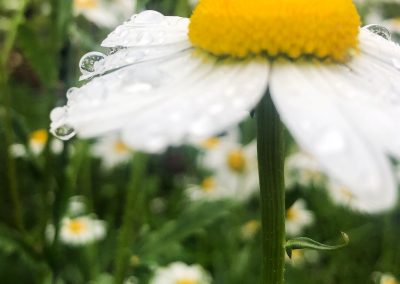 Daisy water droplets