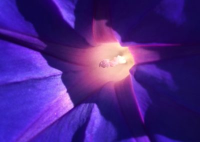 Backlit purple flower