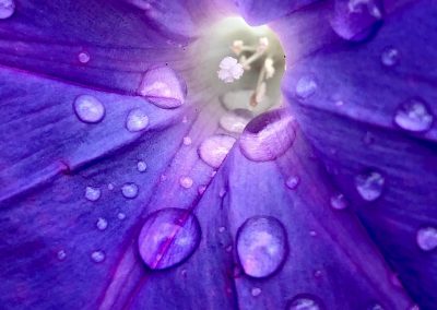 Purple flower water droplets