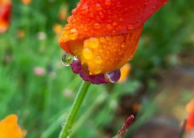 Red-orange poppy water droplets