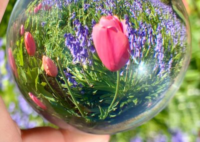 Flowers through lens ball at Filoli gardens