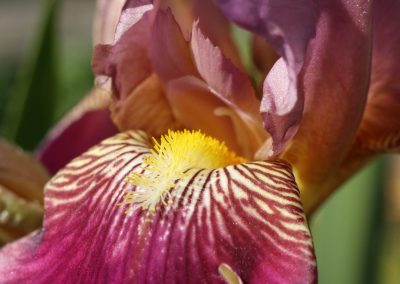 Multi-purples bearded Iris