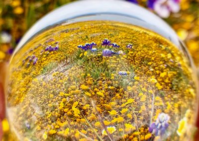 Superbloom through lens ball at Mori Point