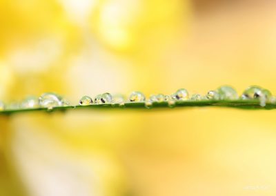 Drops on leaf (Macro)