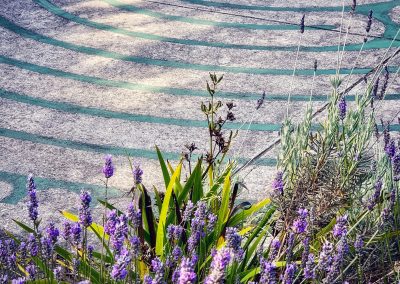 Lavender at labyrinth at St. Edmund's Pacifica