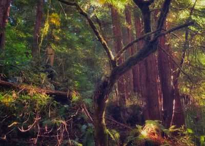 Dreamy Purisima Creek Redwoods