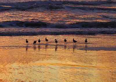 Willets at sunset at Miramar