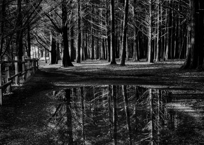 Enchanting Fitzgerald Forest After the Rain B/W