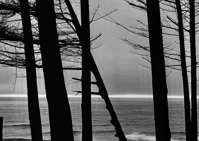 Silhouetted Trees at Fitzgerald Marine Reserve