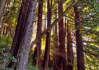 Purisima Creek Redwoods sunlight