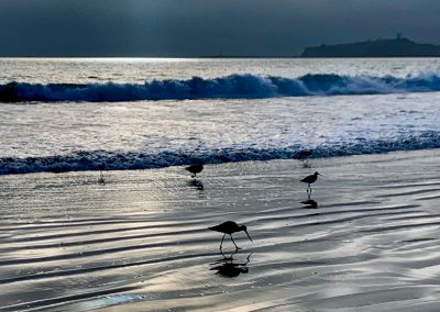 Moody Miramar Willets