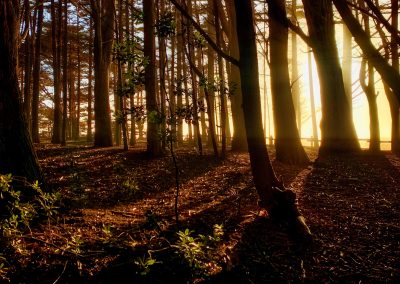 Dreamy Forest at Fitzgerald Marine Reserve