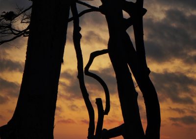 Twisted Trees Sunset in Montara