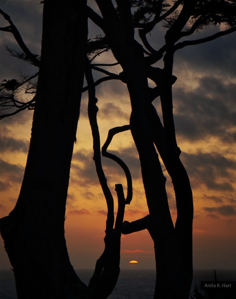 Twisted Trees Sunset in Montara