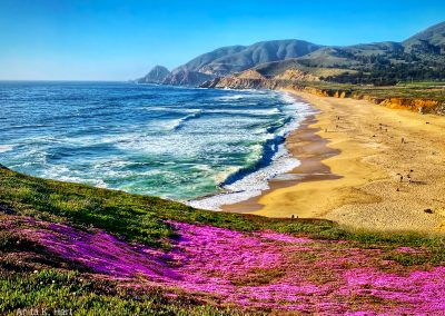 Montara Pink Bloom