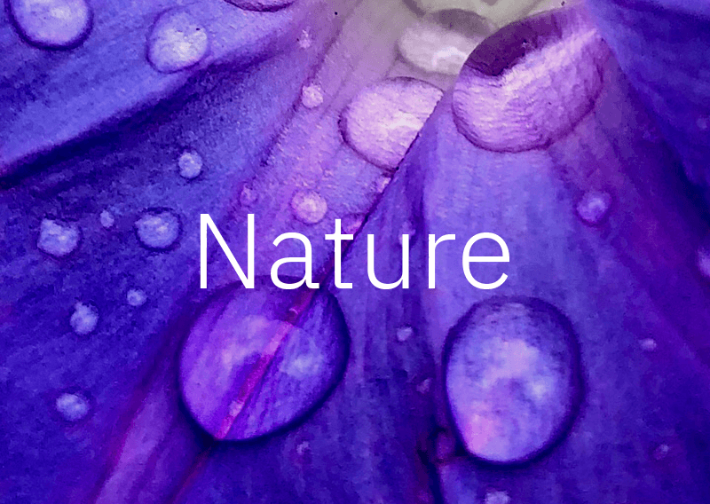 Nature - links to gallery