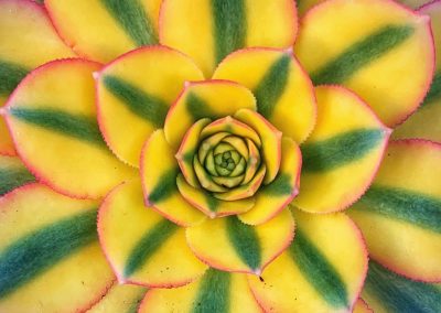 Yellow and green plant patterns