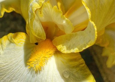 Yellow and white iris with droplets