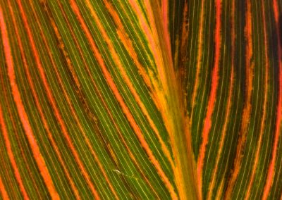 Colorful plant leaf close-up