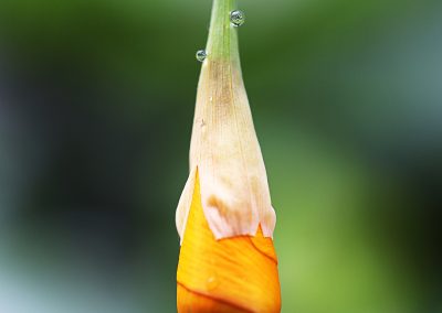 Droplets and bug on growing poppy