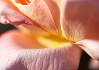 Sunstruck Rose close-up