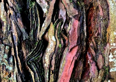 Rainbow Tree Bark