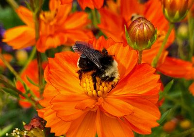 Bee on Orange flower