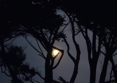 FMR trees and moon at night